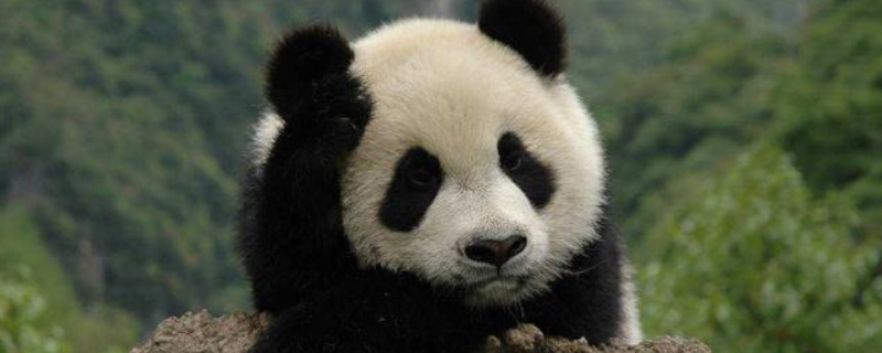 熊猫什么科（熊猫什么科动物）