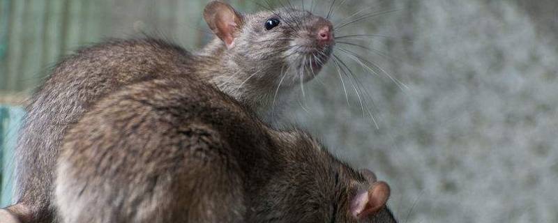 老鼠晚上会爬床咬人吗(老鼠晚上会爬床咬人吗周公解梦)