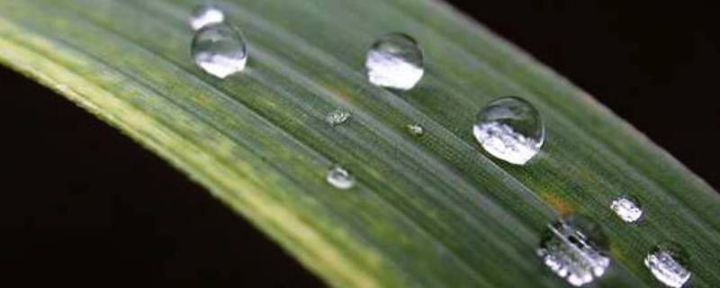 冬天露水一般晚上几点开始有（夏天露水晚上几点开始有）