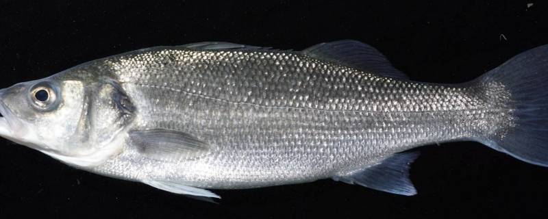 海鲈鱼怎么处理干净（海鲈鱼怎么收拾干净）