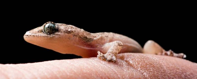 壁虎能在水里游泳吗 壁虎不会游泳吗