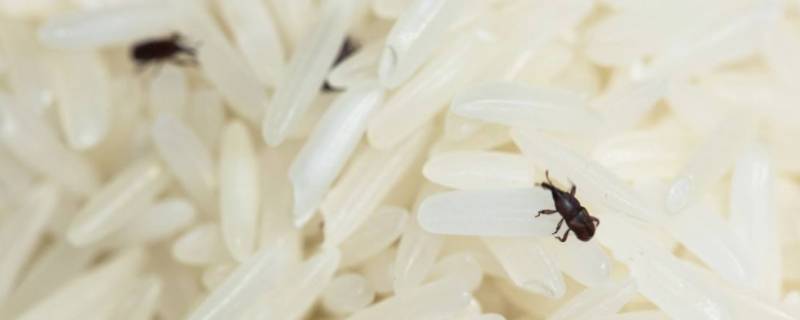 为什么大米里面会生虫（为什么大米里面会生虫蚂蚁）