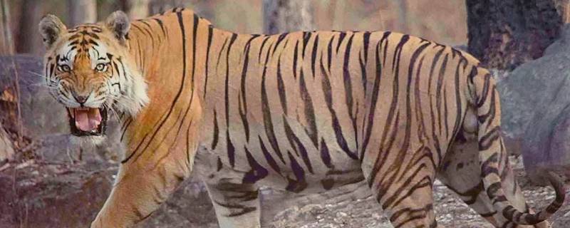 老虎吃草吗（狮子老虎吃草吗）