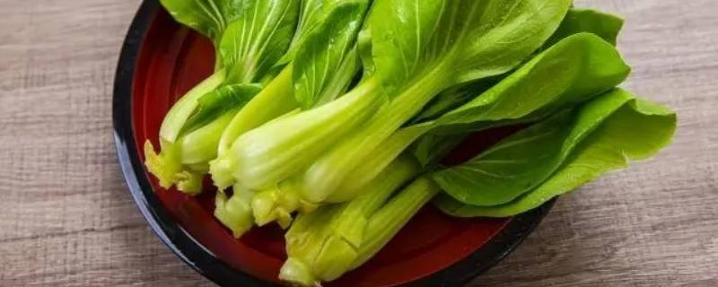 青江菜是什么菜? 青江菜和上海青