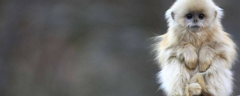 猴子能当宠物养吗(猴子可以养来当宠物吗)