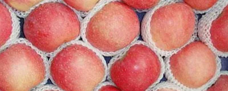 苹果放在冷藏室和冷冻室有什么区别（冷藏室和冷冻室的苹果）