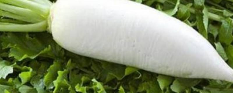 萝卜放冰箱冷藏能存放多久 萝卜可以放冰箱冷藏吗?