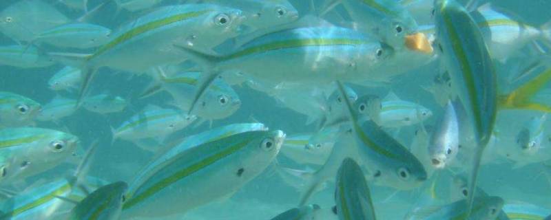 鱼用什么游泳（鱼用什么游泳拼音）