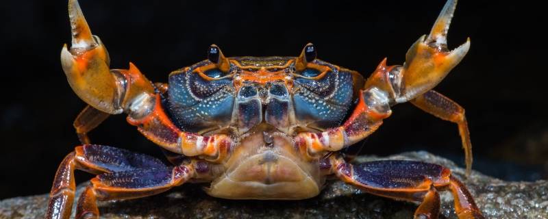 螃蟹要煮多久才能熟 螃蟹要煮多久才能熟几分钟