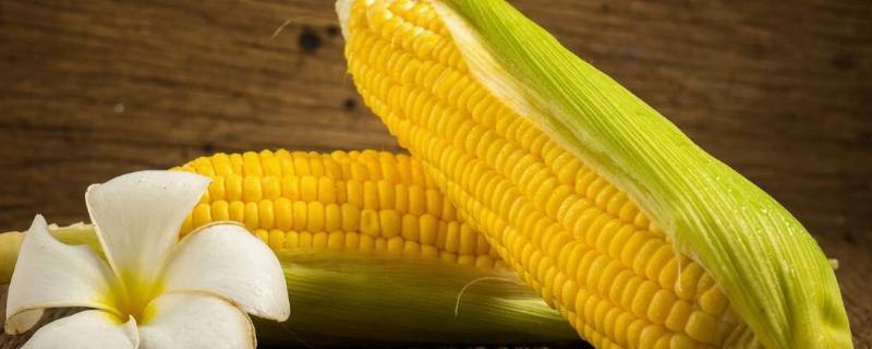 玉米发苦怎么回事（玉米 发苦）