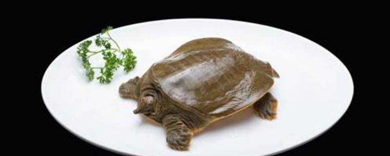 甲鱼油要不要去掉 甲鱼的油需要去掉吗