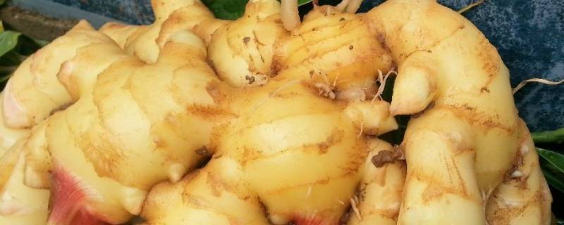 生姜怎样保存才能放的时间长 生姜怎么放保鲜时间长