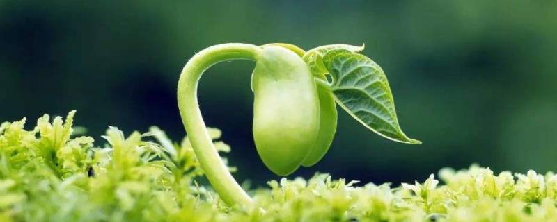 发芽是什么季节 柳枝已经发芽是什么季节