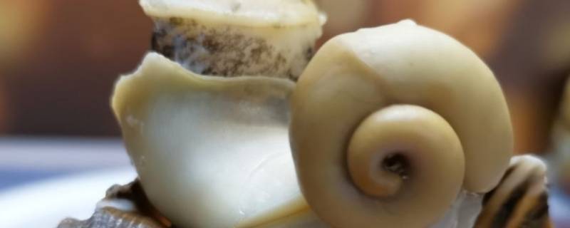 海螺怕不怕冻 海螺能不能冰冻