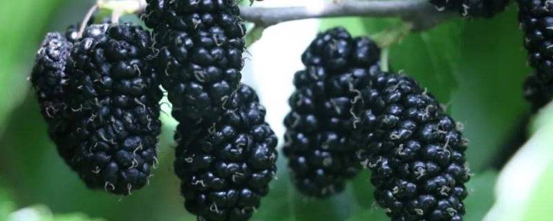 聚花果有哪些水果 聚花果有哪些?