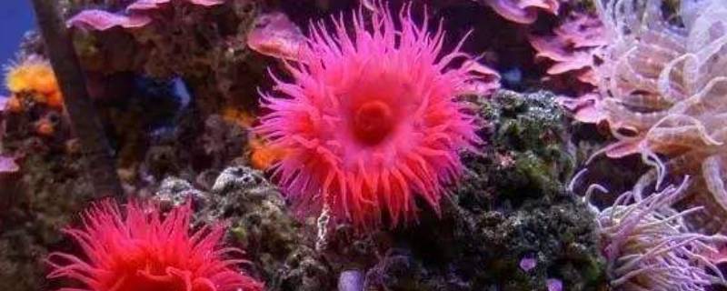 海葵的生活方式是什么（海葵的生活方式是固着生活吗）