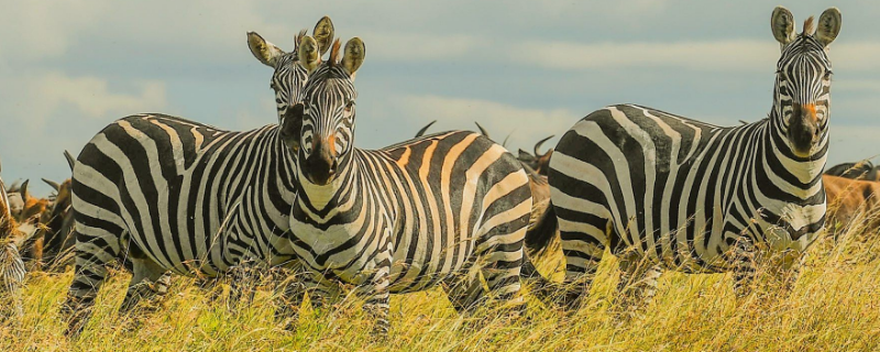 斑马为什么是黑白条纹（斑马为什么是黑白条纹脑筋急转弯）