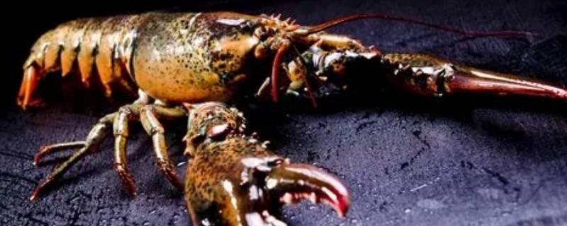 波士顿龙虾可以放多久(新鲜的波士顿龙虾怎么保存)