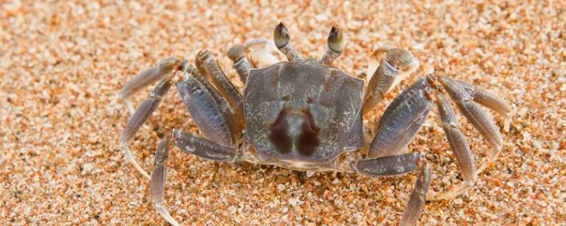 螃蟹一般要蒸多久才熟 螃蟹一般要蒸多久能熟