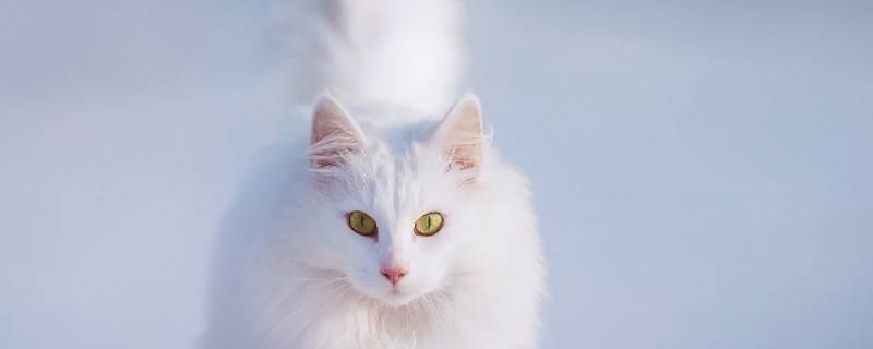 火车能不能托运宠物（火车可以托运宠物吗?）