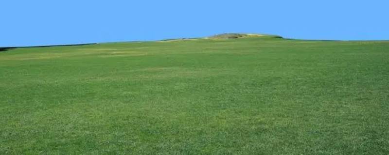 草地变颜色是因为什么（草地变色是因为什么?）