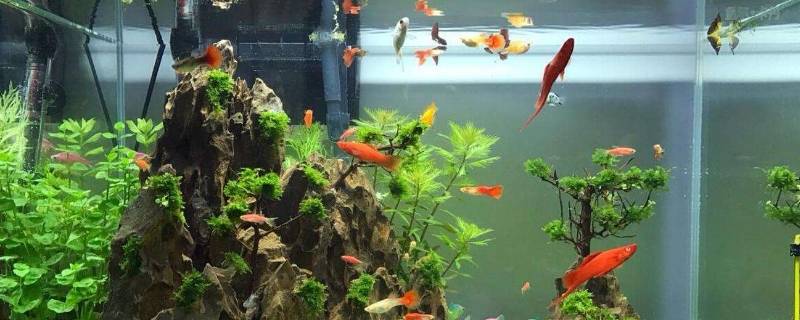 硝化菌能直接倒入鱼缸中吗（硝化菌是直接倒鱼缸里面吗）