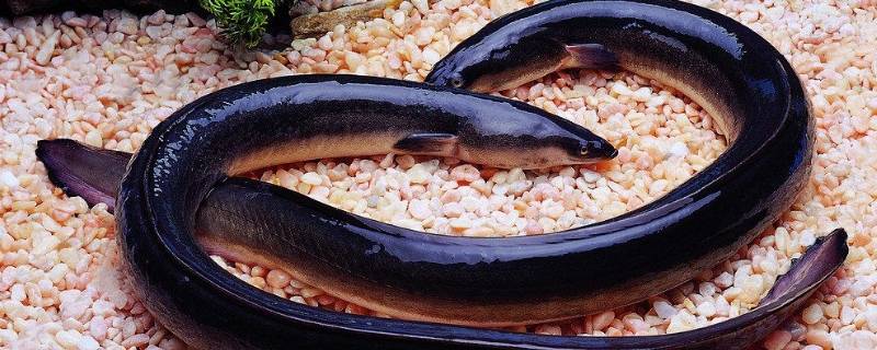 麻鱼又叫什么鱼 麻鱼是什么样子的