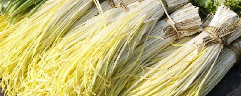韭黄和蒜苗的区别（韭菜黄和蒜苗的区别）