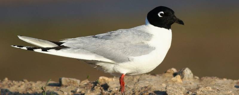 黑嘴鸥是国家几级保护动物 黑尾鸥是国家几级保护动物