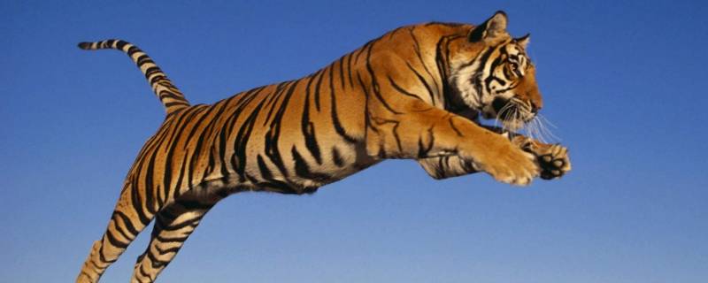 老虎天敌是什么 老虎有天敌吗天敌是谁
