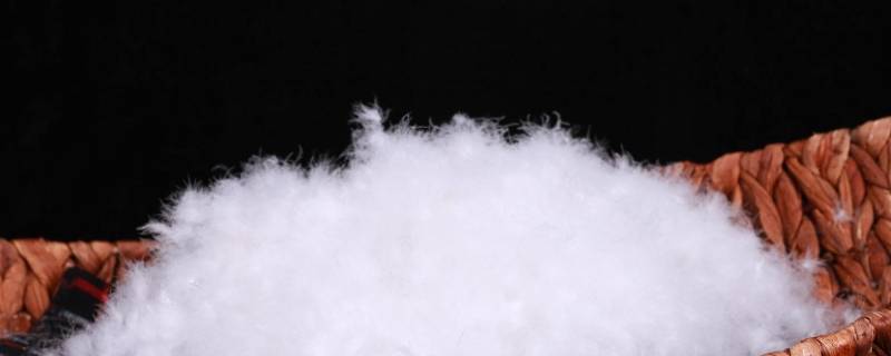 90绒是鸭子的哪个部位 90绒80绒分别是鸭子哪个位置