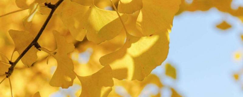 哪里可以看黄叶（黄叶是怎样的）