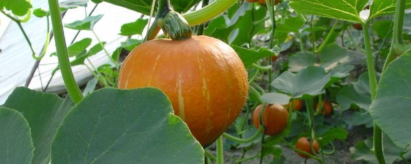 切开的南瓜放冰箱可以放多久（切开的南瓜能放冰箱多久）