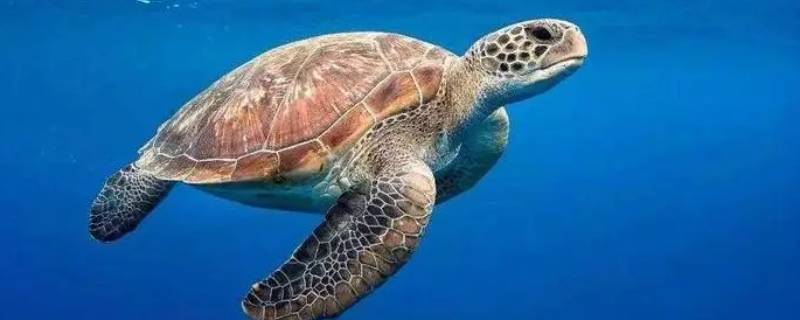 海龟的头可以缩进去吗 海龟能把头缩进去吗