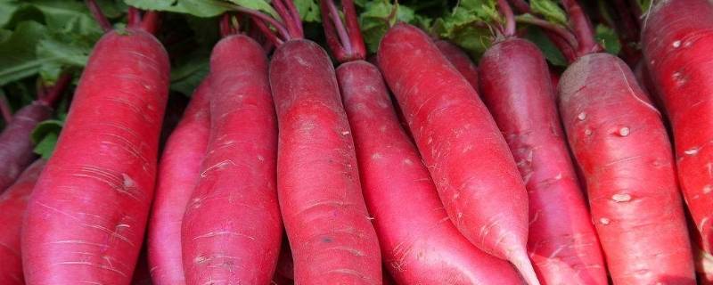 红萝卜怎么保存时间长 红萝卜怎么保存时间长不空心