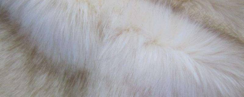 狐狸毛皮草掉毛厉害正常吗（狐狸皮草掉毛是真的么）