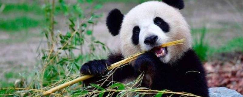 大熊猫的寿命 大熊猫的寿命最长多少年,最短是多少年