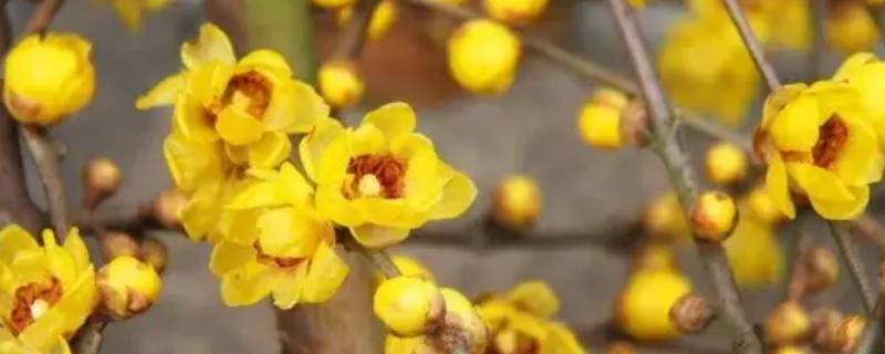腊梅是染色还是天然的（鲜花腊梅的颜色是染色吗）