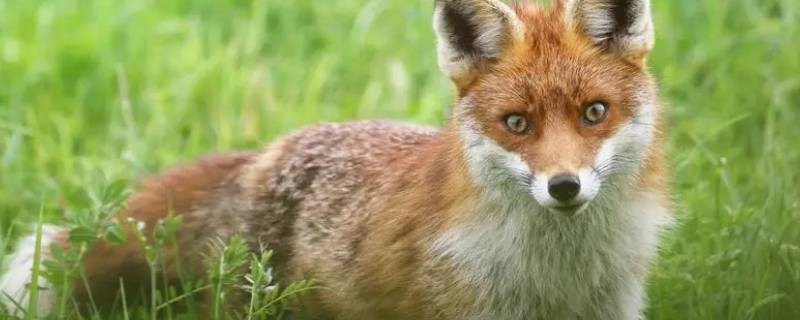 狐狸的叫声是怎样叫的 狐狸的叫声是什么样子的?