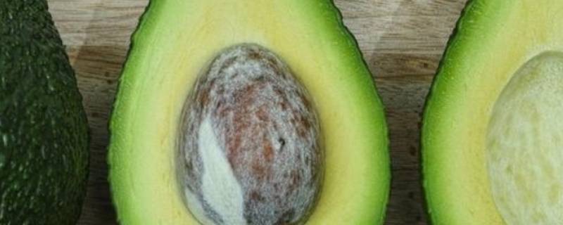 avocado是牛油果还是鳄梨 avocado是牛油果吗