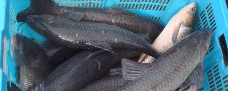 青鱼怎么处理干净 青鱼干净吗