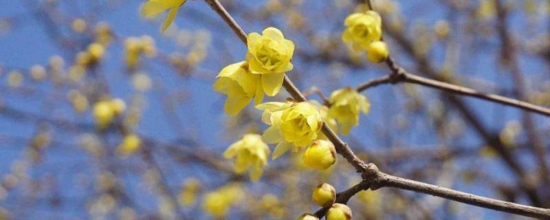 腊梅为什么叫腊梅（腊梅是梅花吗）