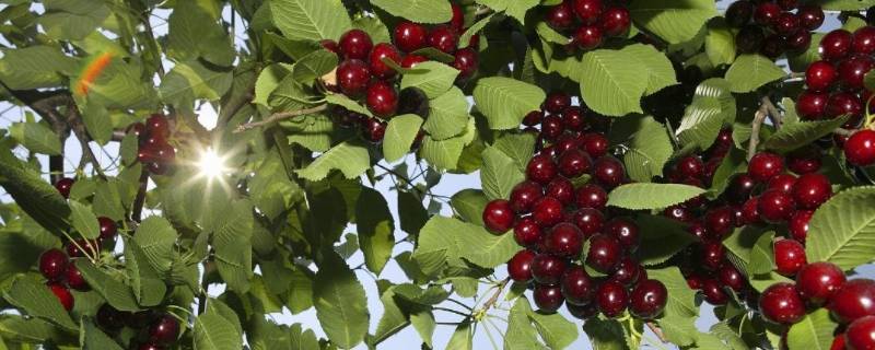 春天水果有哪些（春天水果有哪些成熟了）