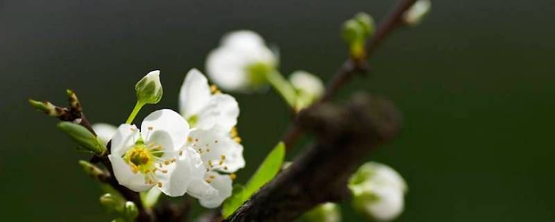 花是怎么来的（花甲是怎么来的）