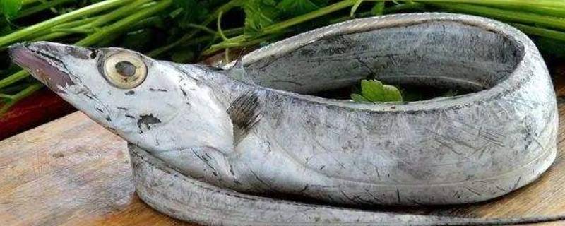 带鱼皮需要处理吗 带鱼皮如何处理