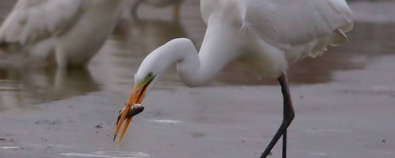 白鹭是怎样捕食的（白鹭是怎样捕食的资料）