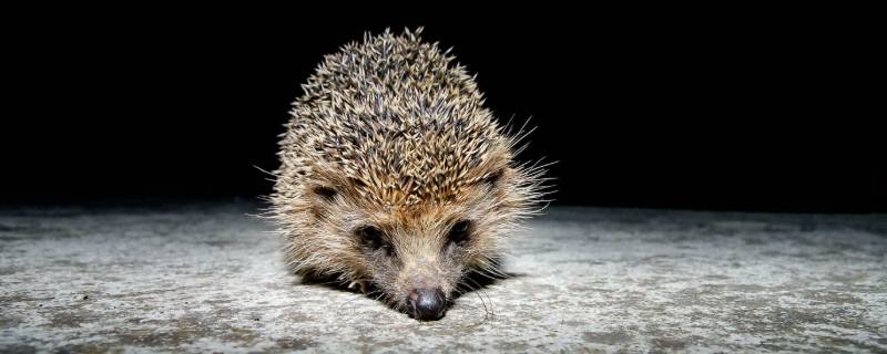 需要冬眠的小动物都有哪些（需要冬眠的动物都有哪些?）