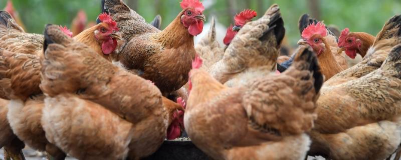 煮母鸡放哪些调料（炖母鸡放什么调料好）