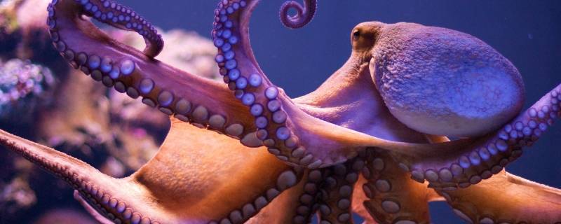 不属于鱼类的是什么鱼（不属于鱼类的是什么鱼 鳝鱼）