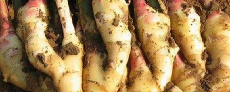 生姜的储藏三种方法 生姜的储藏方式